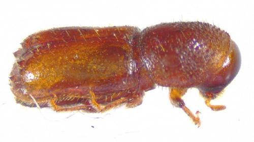 Réf. 246 007 : Pityogenes sp.